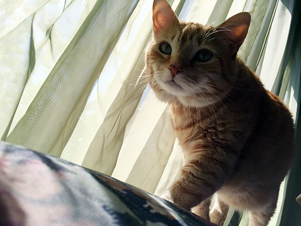 My orange cat Tiger walks determinedly across the top of the sofa with my sheer green curtains billowing behind him