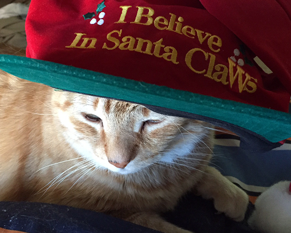 My orange tabby cat Tiger wearing a hat that says I Believe in Santa Claws