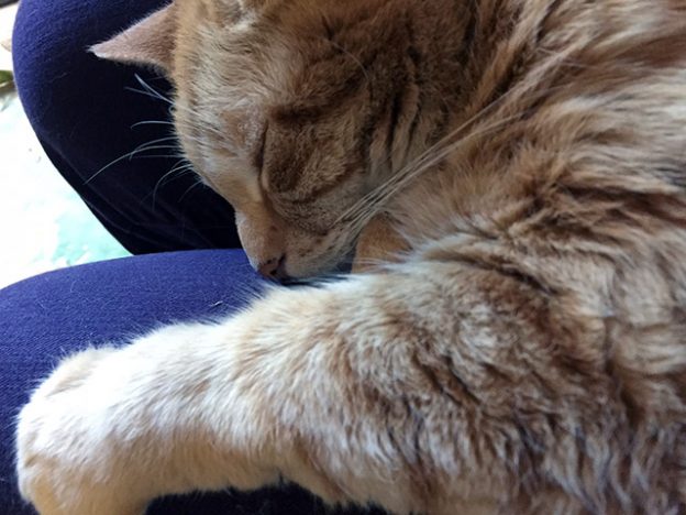 Tiger the orange tabby cat is fast asleep hugging Laurie's leg
